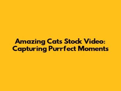 Amazing Cats Stock Video: Capturing Purrfect Moments