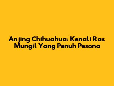 Anjing Chihuahua: Kenali Ras Mungil Yang Penuh Pesona