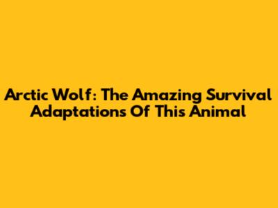 Arctic Wolf: The Amazing Survival Adaptations Of This Animal
