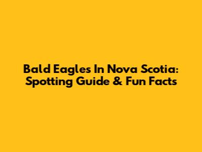 Bald Eagles In Nova Scotia: Spotting Guide & Fun Facts