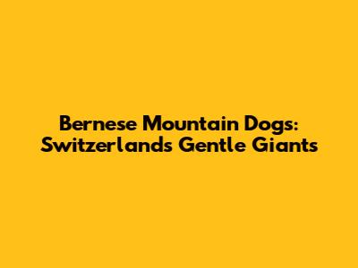 Bernese Mountain Dogs: Switzerland's Gentle Giants