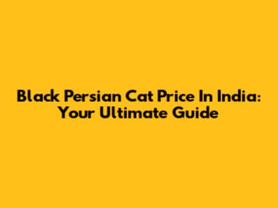 Black Persian Cat Price In India: Your Ultimate Guide
