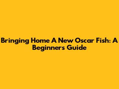Bringing Home A New Oscar Fish: A Beginner's Guide