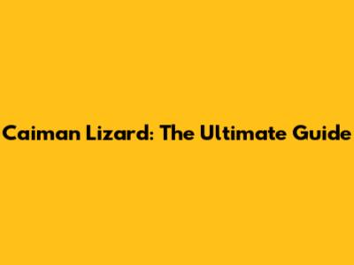 Caiman Lizard: The Ultimate Guide