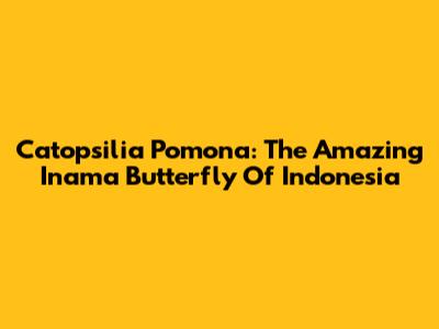 Catopsilia Pomona: The Amazing Inama Butterfly Of Indonesia