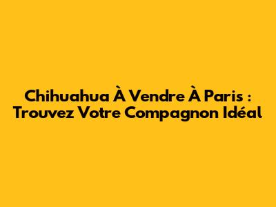 Chihuahua À Vendre À Paris : Trouvez Votre Compagnon Idéal