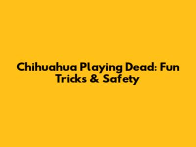 Chihuahua Playing Dead: Fun Tricks & Safety