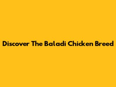 Discover The Baladi Chicken Breed