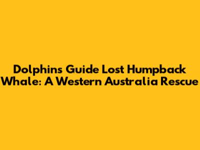 Dolphins Guide Lost Humpback Whale: A Western Australia Rescue