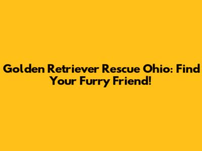 Golden Retriever Rescue Ohio: Find Your Furry Friend!