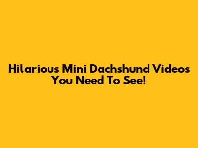 Hilarious Mini Dachshund Videos You Need To See!
