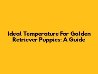 Ideal Temperature For Golden Retriever Puppies: A Guide