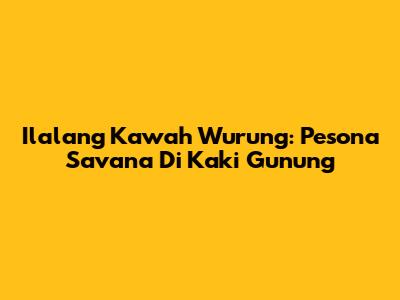 Ilalang Kawah Wurung: Pesona Savana Di Kaki Gunung