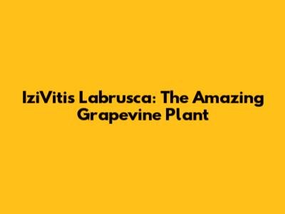 IziVitis Labrusca: The Amazing Grapevine Plant