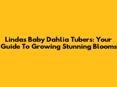 Linda's Baby Dahlia Tubers: Your Guide To Growing Stunning Blooms