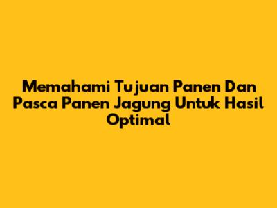 Memahami Tujuan Panen Dan Pasca Panen Jagung Untuk Hasil Optimal