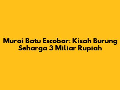 Murai Batu Escobar: Kisah Burung Seharga 3 Miliar Rupiah