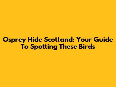 Osprey Hide Scotland: Your Guide To Spotting These Birds