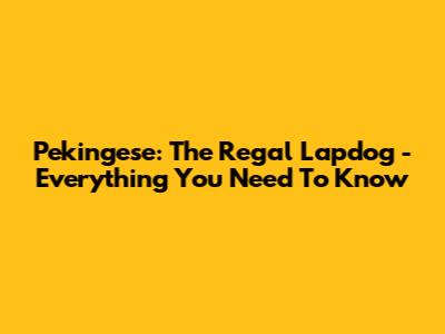 Pekingese: The Regal Lapdog - Everything You Need To Know
