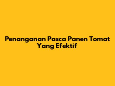 Penanganan Pasca Panen Tomat Yang Efektif