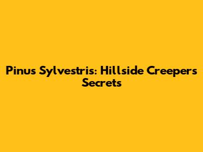 Pinus Sylvestris: Hillside Creeper's Secrets