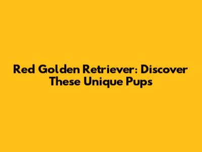 Red Golden Retriever: Discover These Unique Pups