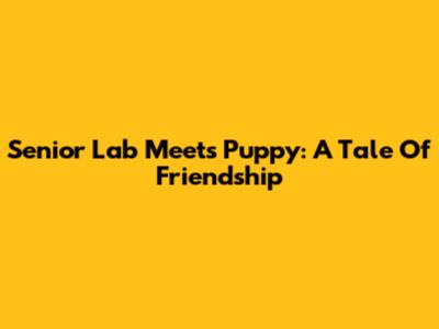 Senior Lab Meets Puppy: A Tale Of Friendship