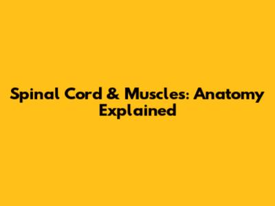 Spinal Cord & Muscles: Anatomy Explained