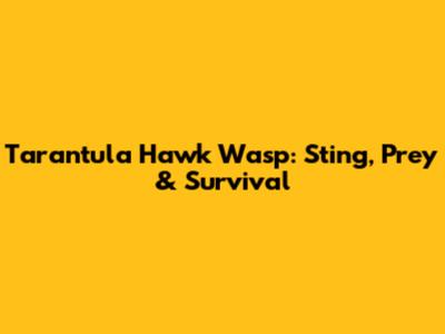Tarantula Hawk Wasp: Sting, Prey & Survival