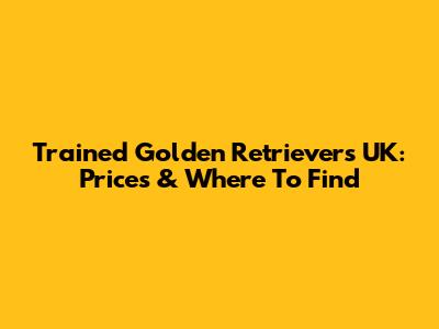 Trained Golden Retrievers UK: Prices & Where To Find