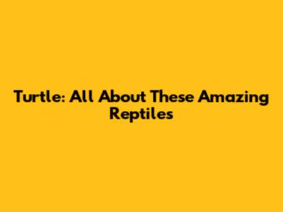 Turtle: All About These Amazing Reptiles