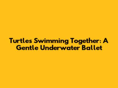 Turtles Swimming Together: A Gentle Underwater Ballet
