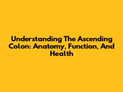 Understanding The Ascending Colon: Anatomy, Function, And Health