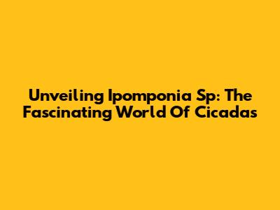 Unveiling Ipomponia Sp: The Fascinating World Of Cicadas