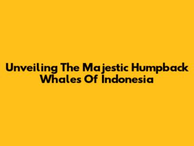 Unveiling The Majestic Humpback Whales Of Indonesia