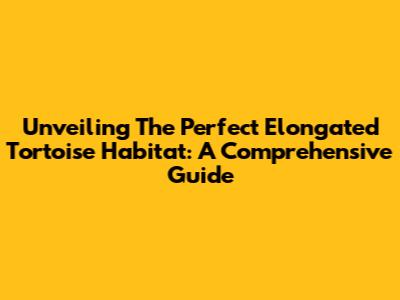 Unveiling The Perfect Elongated Tortoise Habitat: A Comprehensive Guide