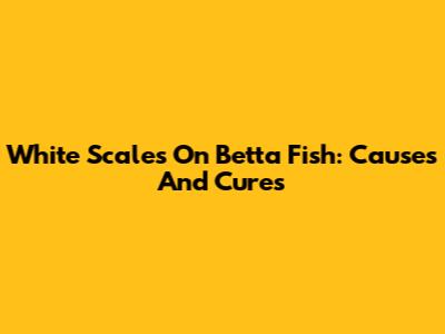 White Scales On Betta Fish: Causes And Cures