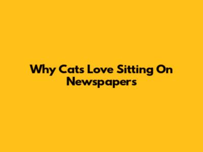 Why Cats Love Sitting On Newspapers